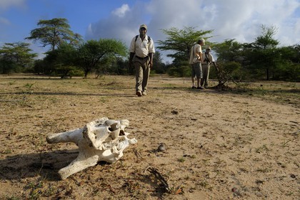 Tanzanie, Reserve de gibier de Selous une des plus grandes zones protégées au monde et inscrite sur la liste du patrimoine mondial de l’Unesco depuis 1982, Safari à pied en compagnie d'un ranger du Selous Camp, crâne de girafe