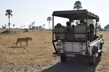 Zimbabwe, Matabeleland North Province, Hwange National Park, tourists in a four-wheel-drive watching a lion (Panthera leo)
