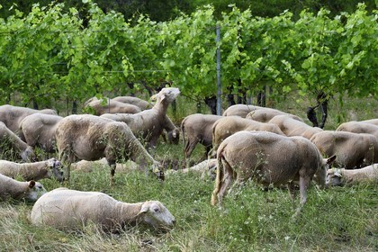 France, Bas Rhin, the Alsace Wine Route, Traenheim, Wine estate MULLER Charles & Fils, the folivorous sheep between the vines allow an organic maintenance