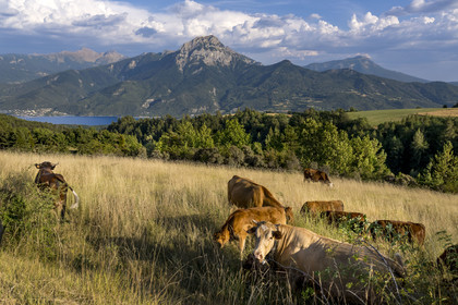 France, Hautes Alpes (05), Prunières, troupeau de vaches avec panorama sur le lac de Serre-Ponçon et le sommet du Pic de Morgon (2324 m) en arrière-plan