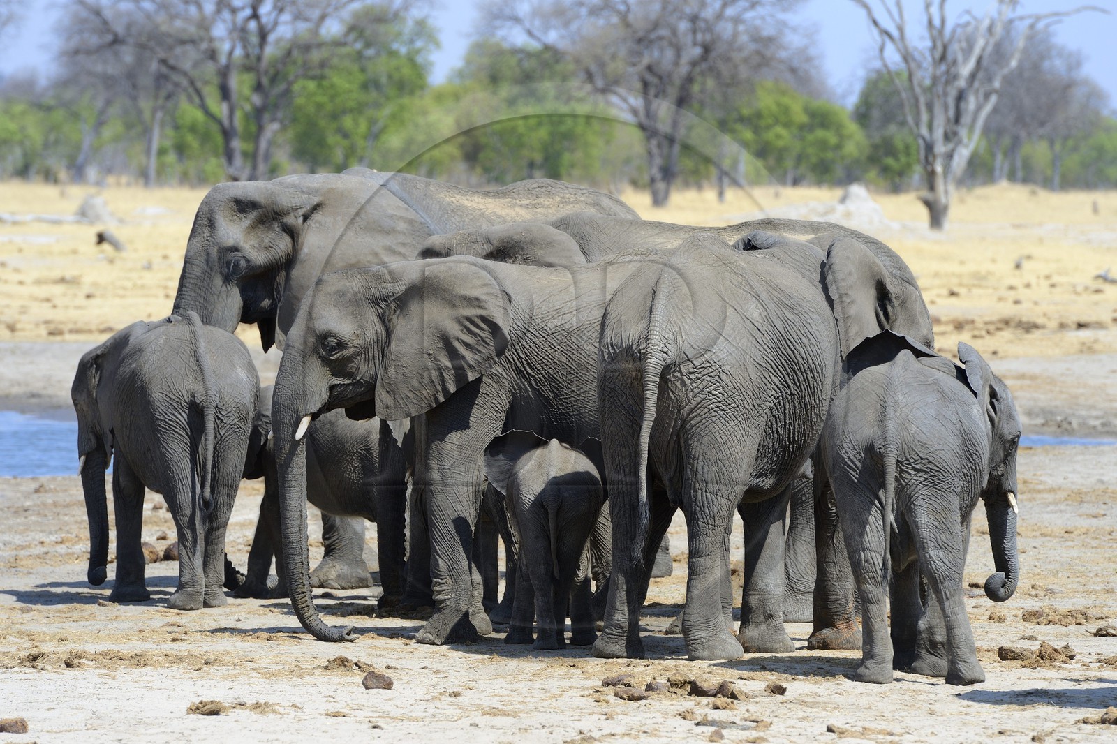 Zimbabwe, province de Matabeleland septentrional, parc national Hwange, éléphants sauvages d'Afrique (Loxodonta africana) autour d'un point d'eau