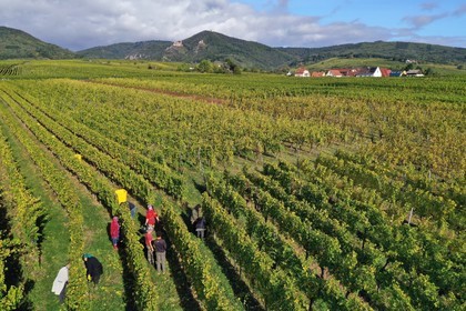 France, Haut-Rhin (68), Route des vins d'Alsace, Ribeauvill
