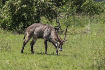 Rwanda, Parc national de l'Akagera, Cobe Defassa (Kobus ellipsiprymnus defassa) male