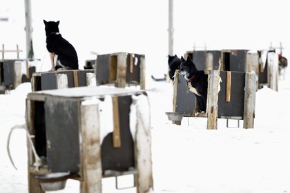 Norvège, Svalbard, Spitzberg, vallée de Adventdalen vers Longyearbyen, élevage de chiens de traineau, les huskies attendent à leur chenil d'être sortis pour tirer des traineaux