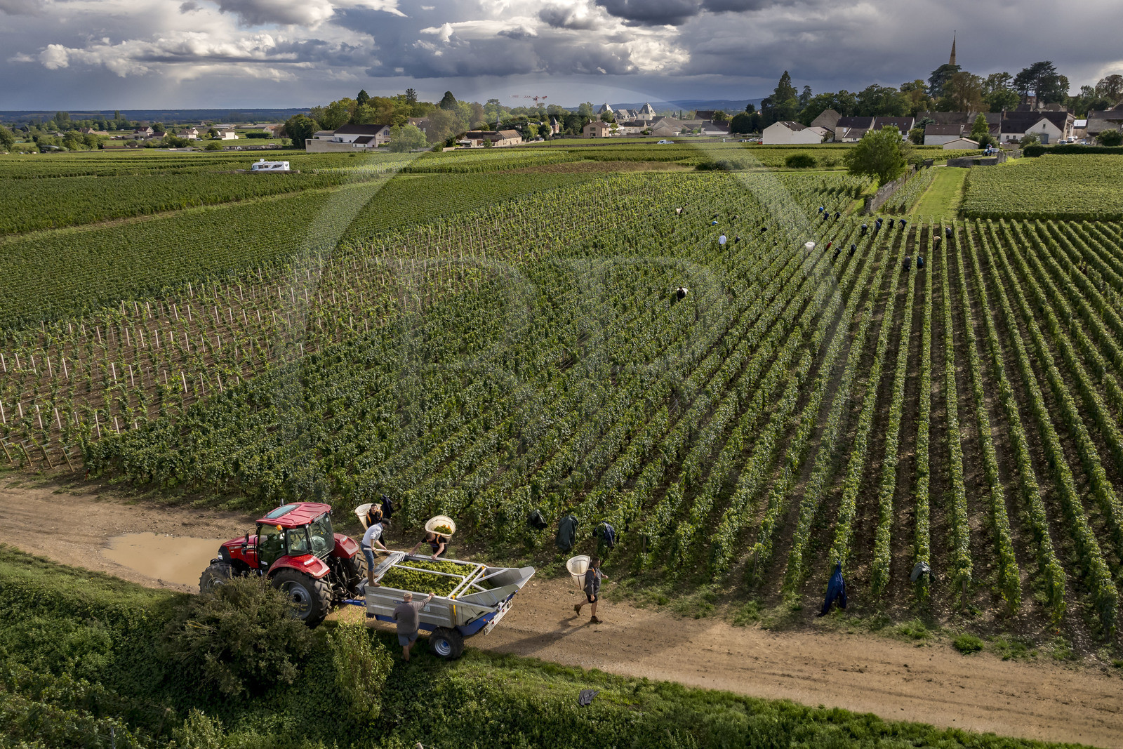 France, Côte-d'Or (21), les climats de Bourgogne classés Patrimoine Mondial de l'UNESCO, Route des Grands Crus, vignoble de la Côte de Beaune, Meursault, vendanges dans les vignes où les Hospices de Beaune possèdent des parcelles, le village en arrière plan (vue aérienne)