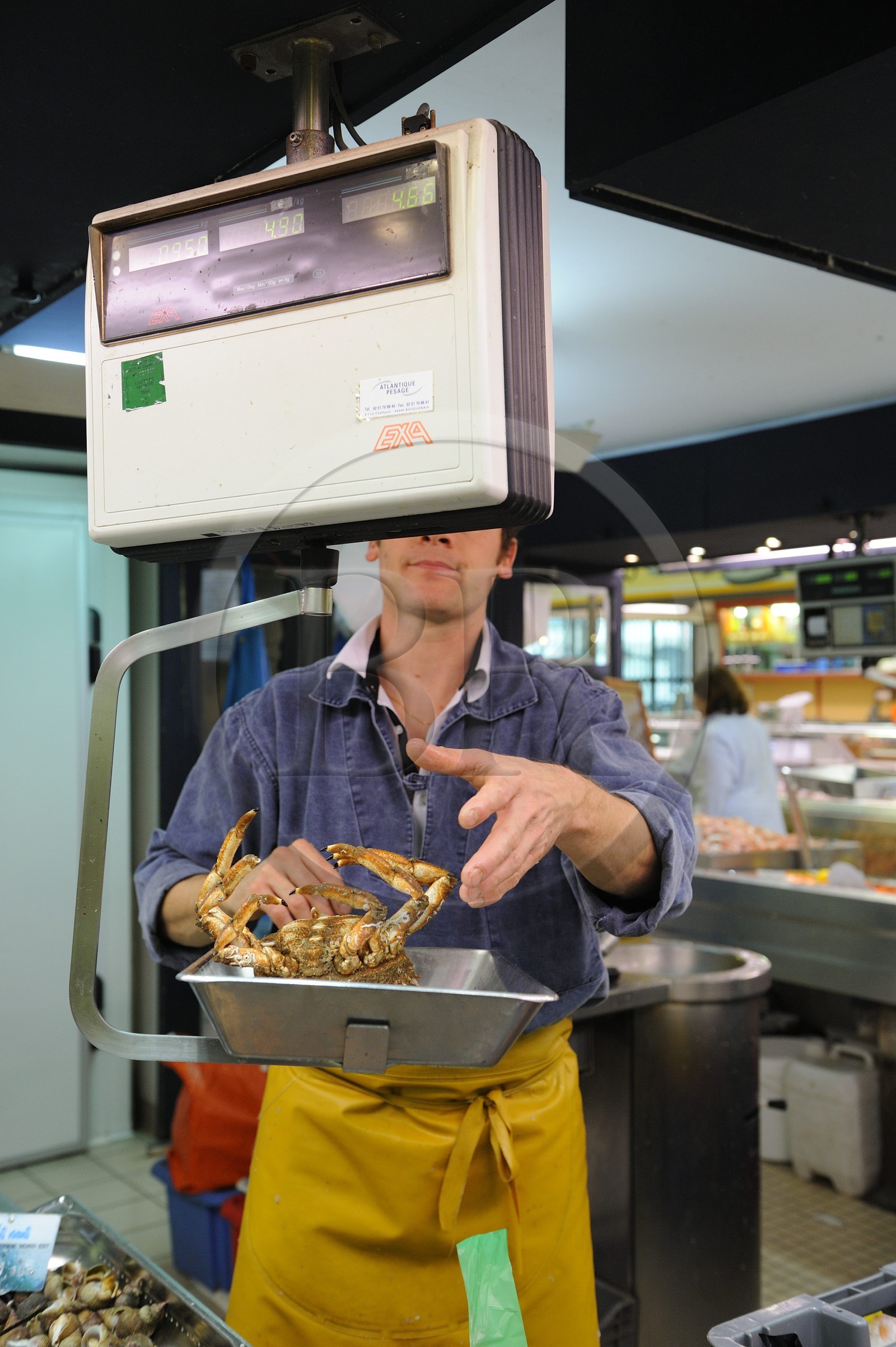 France, Loire-Atlantique (44), Nantes, marché de Talensac, étal du poissonnier, crabe