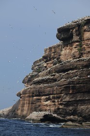Canada, province de Québec, Gaspésie, île Bonaventure, fous de Bassan