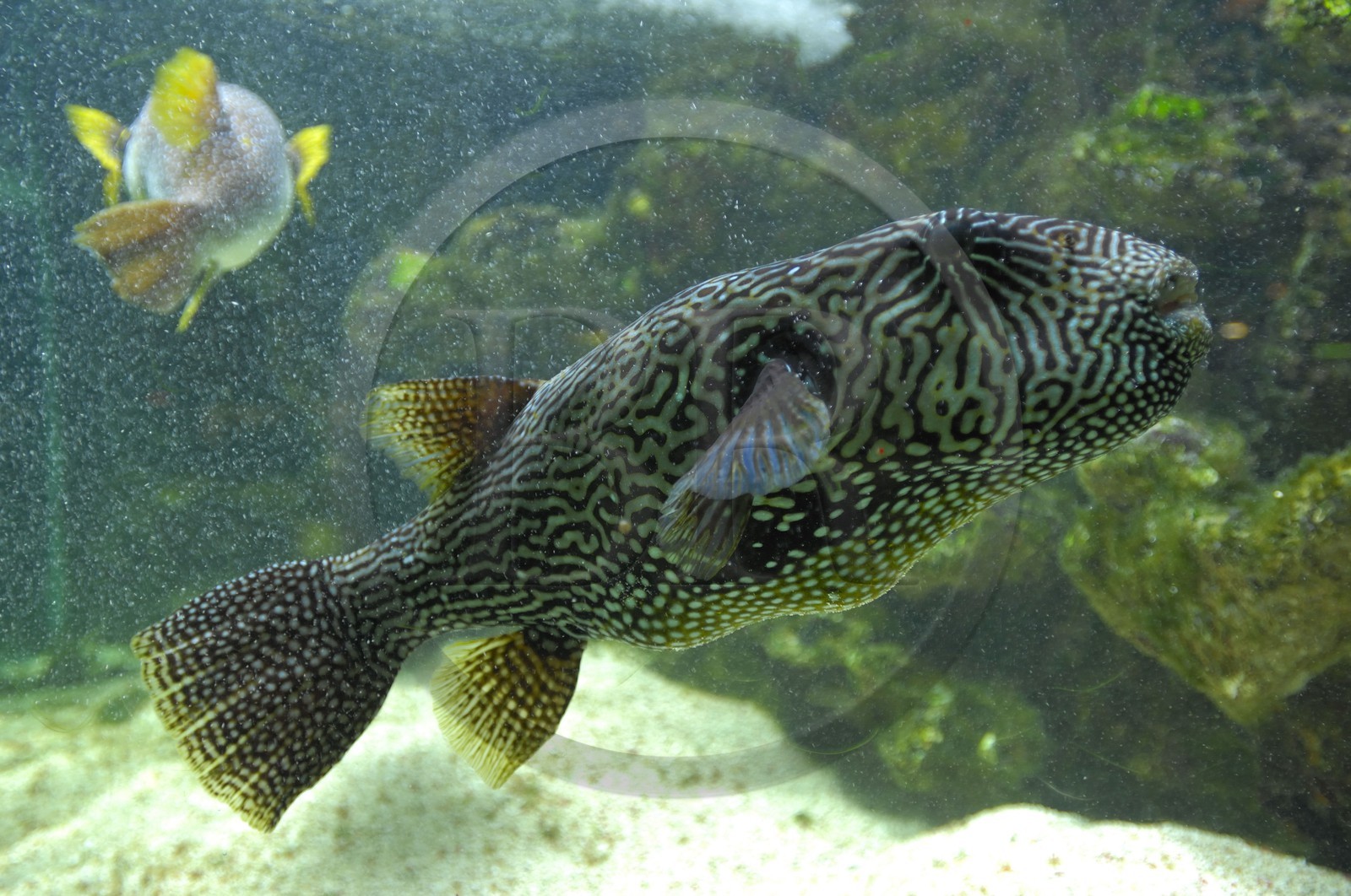 France, Paris (75), aquarium de la Porte Dorée, poisson ballon tachetÈ et poisson ballon étoilé France, Paris (75), aquarium de la Porte Dorée, poisson ballon tachetÈ et poisson ballon étoilé