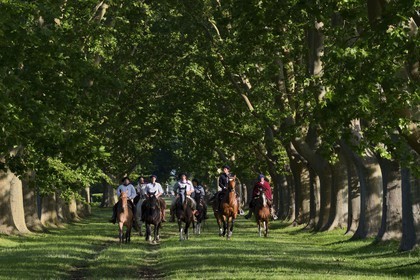 Argentine, province de Buenos Aires, San Antonio de Areco, groupe de gauchos à cheval sous les arbres de l'allée qui mène à l'estancia La Bamba de Areco