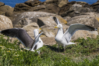 France, Finistère, Abers Country (Pays des Abers), Ile Vierge (Virgin Island) in the Lilia archipelago, gulls