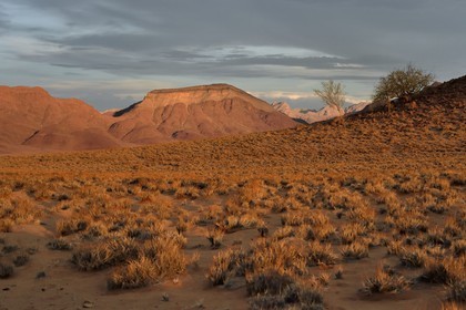 Namibie, région de Hardap, désert du Namib à l'Est du parc national Namib Naukluft vers Sossusvlei, plaine du désert recouverte d'herbe au coucher de soleil et la chaine de montagnes de Zaris