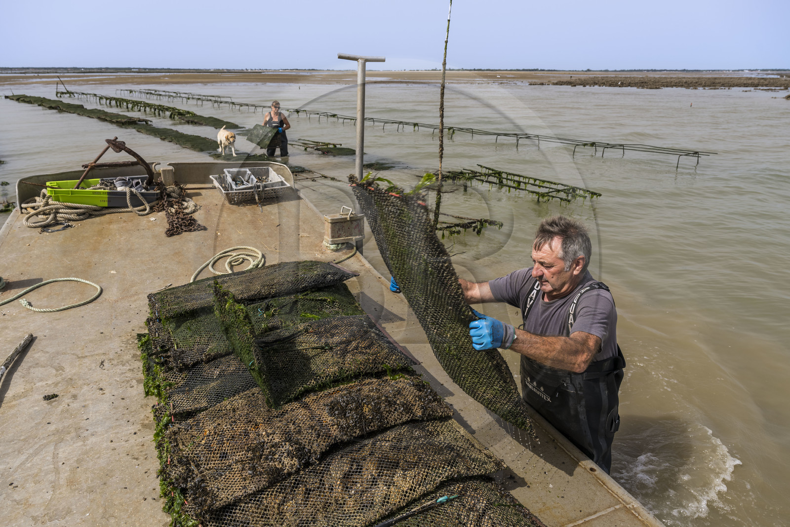 France, Charente-Maritime (17), Ile d'Oléron, Dolus-d’Oléron, les parcs du bassin de Marennes-Oléron dans le Pertuis d'Antioche, Nadia Quillet et son mari Eric récupèrent des poches de crassostrea gigas dans leurs parcs à huîtres à marée descendante