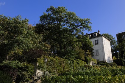 France, Paris (75), la Butte Montmartre, le vignoble de Montmartre