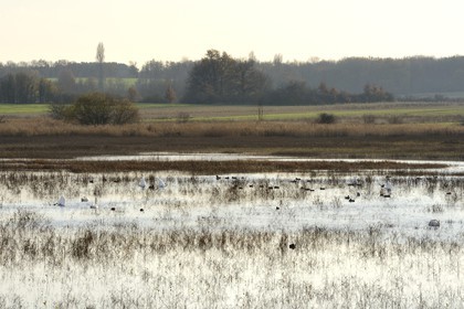 France, Indre (36), le Berry, parc naturel régional de la Brenne, canards et cygnes sur l'étang Purais