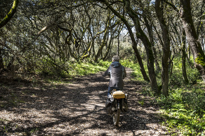 France, Vendée (85), Jard-sur-Mer, la Pointe du Payré, forêt de chênes verts