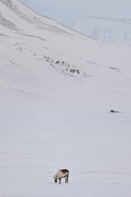 Norvège, Svalbard, Spitzberg, vallée de Adventdalen vers Longyearbyen, renne de Svalbard (Rangifer tarandus platyrhynchus)