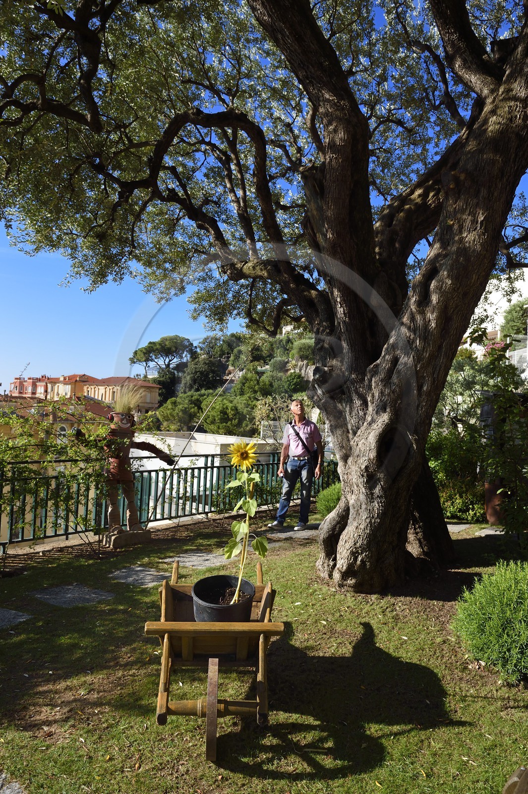 Principauté de Monaco, Monaco, quartier de la Condamine, le parc Princesse Antoinette, le plus vieux olivier multicentenaire de la principauté