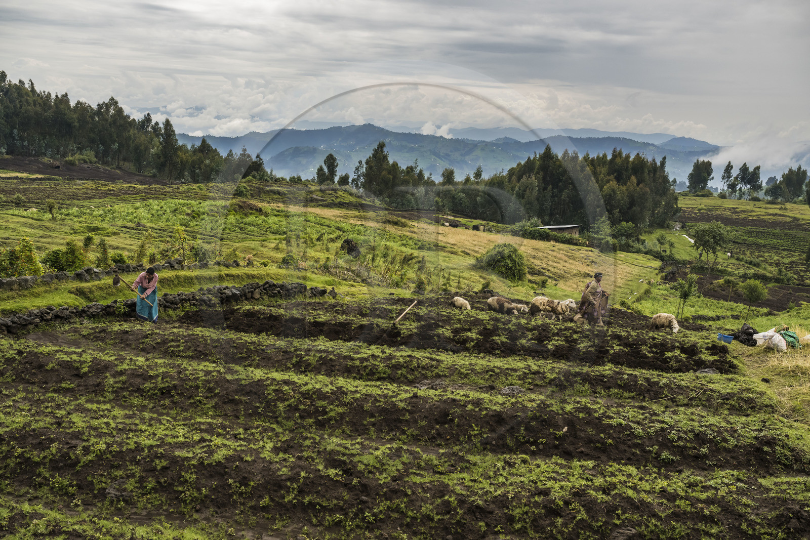 Rwanda, Province du Nord, District de Musanze (Ruhengeri), culture des champs sur les pentes volcaniques du mont Karisimbi dans les montagnes des Virunga en bordure du Parc national des Volcans où vivent les gorilles