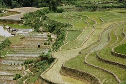 Vietnam, Lao Cai province, Sapa district, Ta Phin valley,  rice plantations in terraces by the Black Hmong minority group