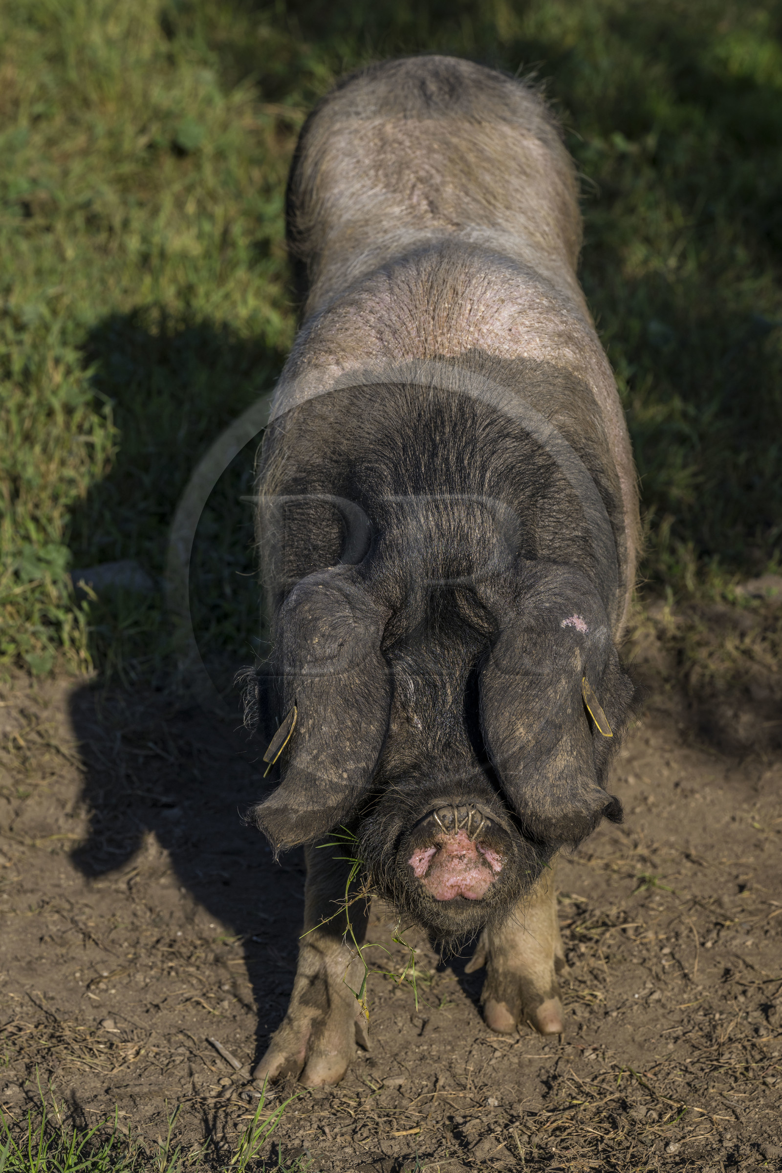 France, Pyrénées-Atlantiques (64), Pays-Basque, vallée des Aldudes, élevage en plein air Pierre Oteiza de porcs basques de race pie noir pour la production du jambon Kintoa AOC, cochette (jeune truie)