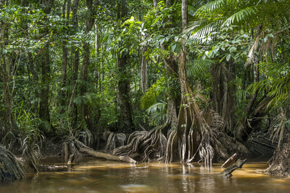 France, French Guiana, Kourou, Maripas camp in the rainforest, Pterocarpus officinalis with large undulating buttresses or moutouchi-marsh in Guyanese Creole in a creek, small river, tributary of the Kourou River
