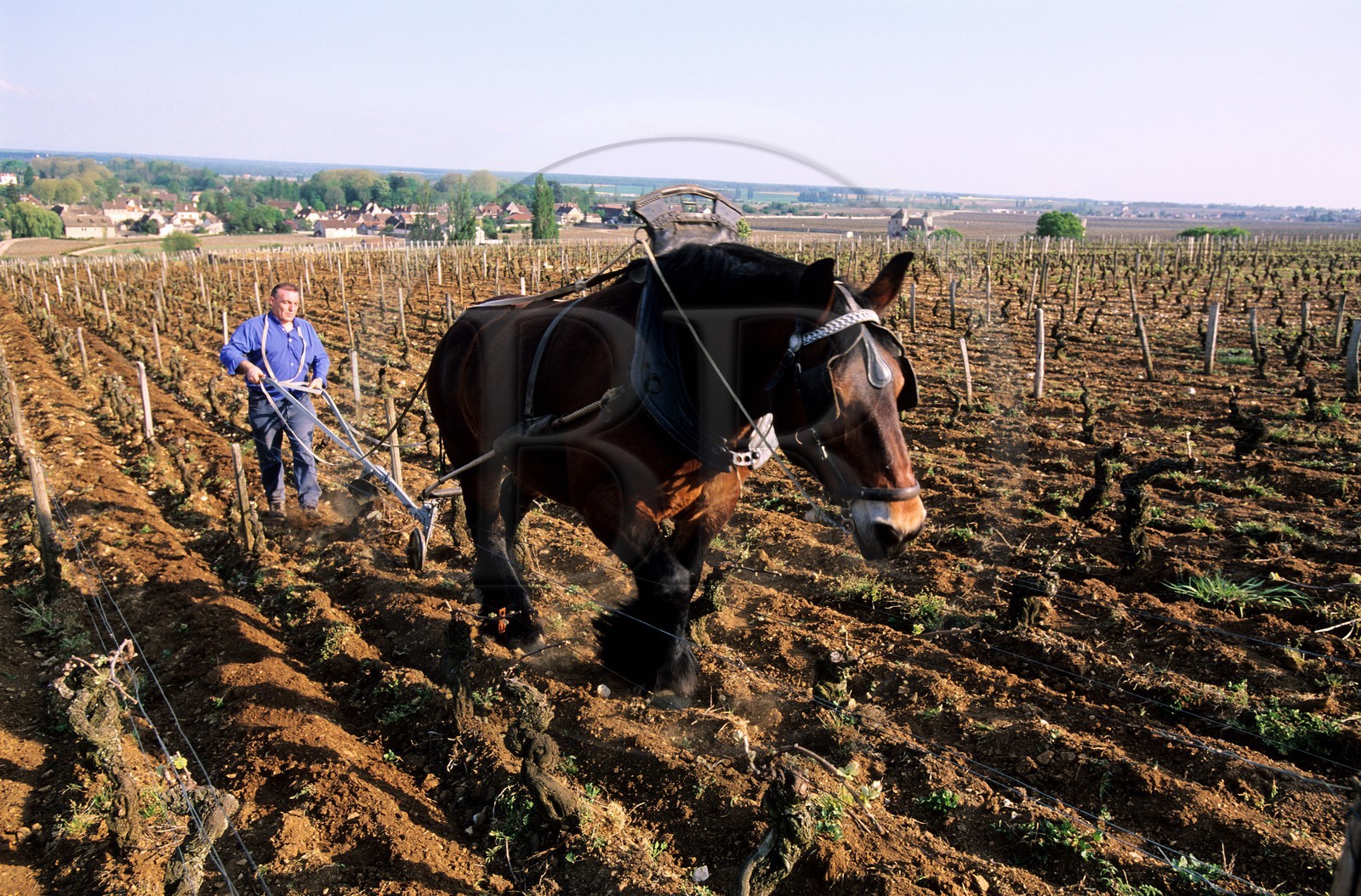 France, Côte-d'Or (21), vignes de Chambolle-Musigny, renouveau du labour à la charrue