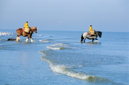 Belgium, West Flanders, the last shrimps fishermen on horses on the beach of Oostduinkerke