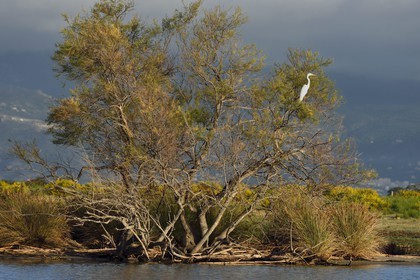 France, Haute-Corse (2B), l'étang de Biguglia (stagnu di Chjurlinu), réserve naturelle de Corse (RNC), Grande Aigrette (Ardea alba)