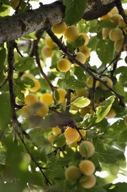 France, mirabellier qui est une variété de prunier, mirabelles dans l'arbre