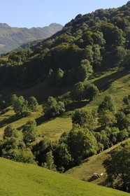 France, Cantal (15), monts du Cantal, Parc Naturel Régional des Volcans d' Auvergne, la vallée de la Jordanne vers Mandaille-Saint-Julien