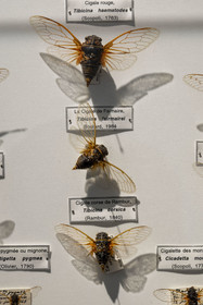 France, Bouches du Rhone, Regional Natural Park of the Alpilles, Saint Remy de Provence, Place Favier, the Alpilles museum, table showing the main species of cicadas in France (detail)