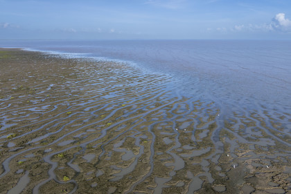 France, Guyane, Cayenne, Pointe Buzaré, la mangrove composée de palétuvier blanc (Laguncularia racemosa) entoure la totalité de la presqu'île de Cayenne, dans une période cyclique future elle disparaitra complétement pour à nouveau laisser place à la mer (vue aérienne)