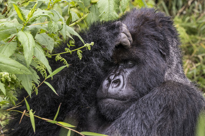 Rwanda, Province du Nord, Parc National des Volcans dans la chaine des Monts Virunga, mont Karisimbi, gorille des montagnes (Gorilla beringei beringei), dos argenté (silverback) nommé Impuzamahanga qui est le male dominant du groupe Susa
