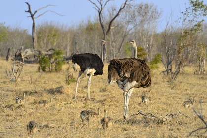 Zimbabwe, Matabeleland North Province, Hwange National Park, ostrich (Struthio camelus) couple, the male with black plumage and the female brown plumage