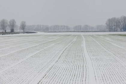 France, Ille et Vilaine, polder of Mont Saint Michel