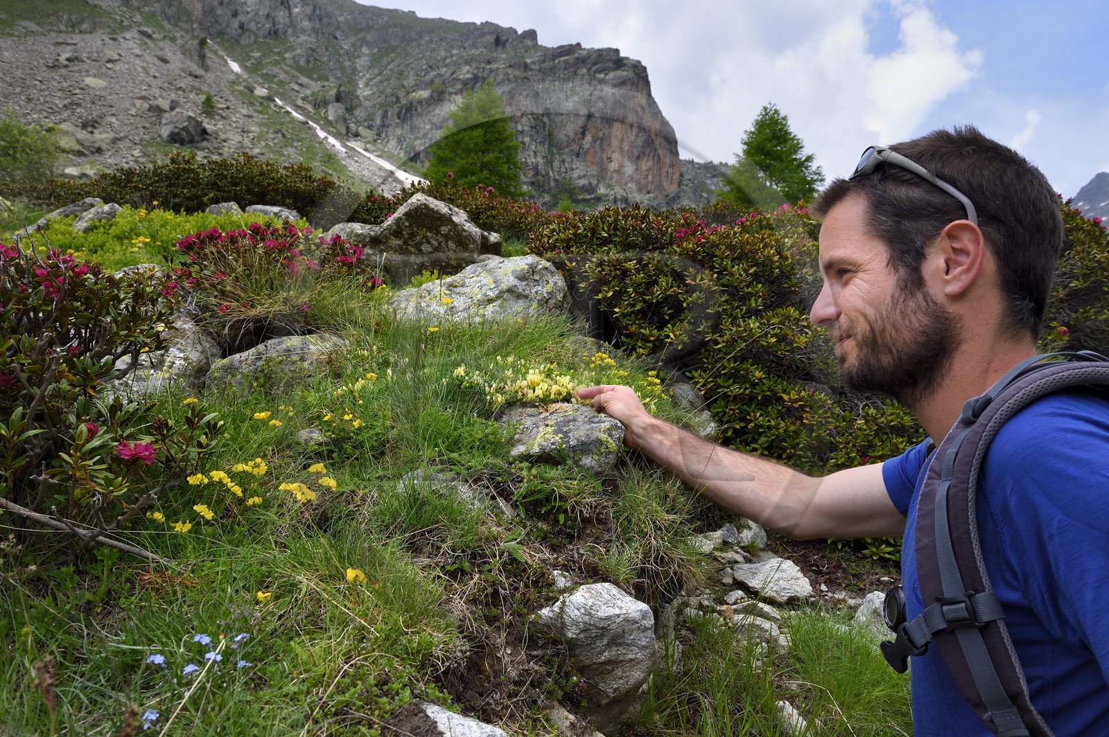 France, Alpes-Maritimes (06), parc national du Mercantour, Haute-Vésubie, vallon de la Gordolasque, le guide de randonnée Gabriel Rougerie observant des rhododendrons France, Alpes-Maritimes (06), parc national du Mercantour, Haute-Vésubie, vallon de la Gordolasque, le guide de randonnée Gabriel Rougerie observant des rhododendrons