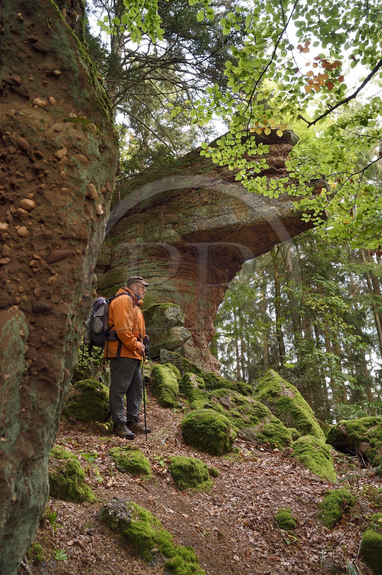France, Haut-Rhin (68), Thannenkirch, randonnée dans le massif du Taennchel, site dit du Rocher Pointu
