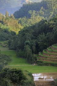Vietnam, Lao Cai province, Bac Ha district, farmer ploughing a rice field in terraces with a buffalo