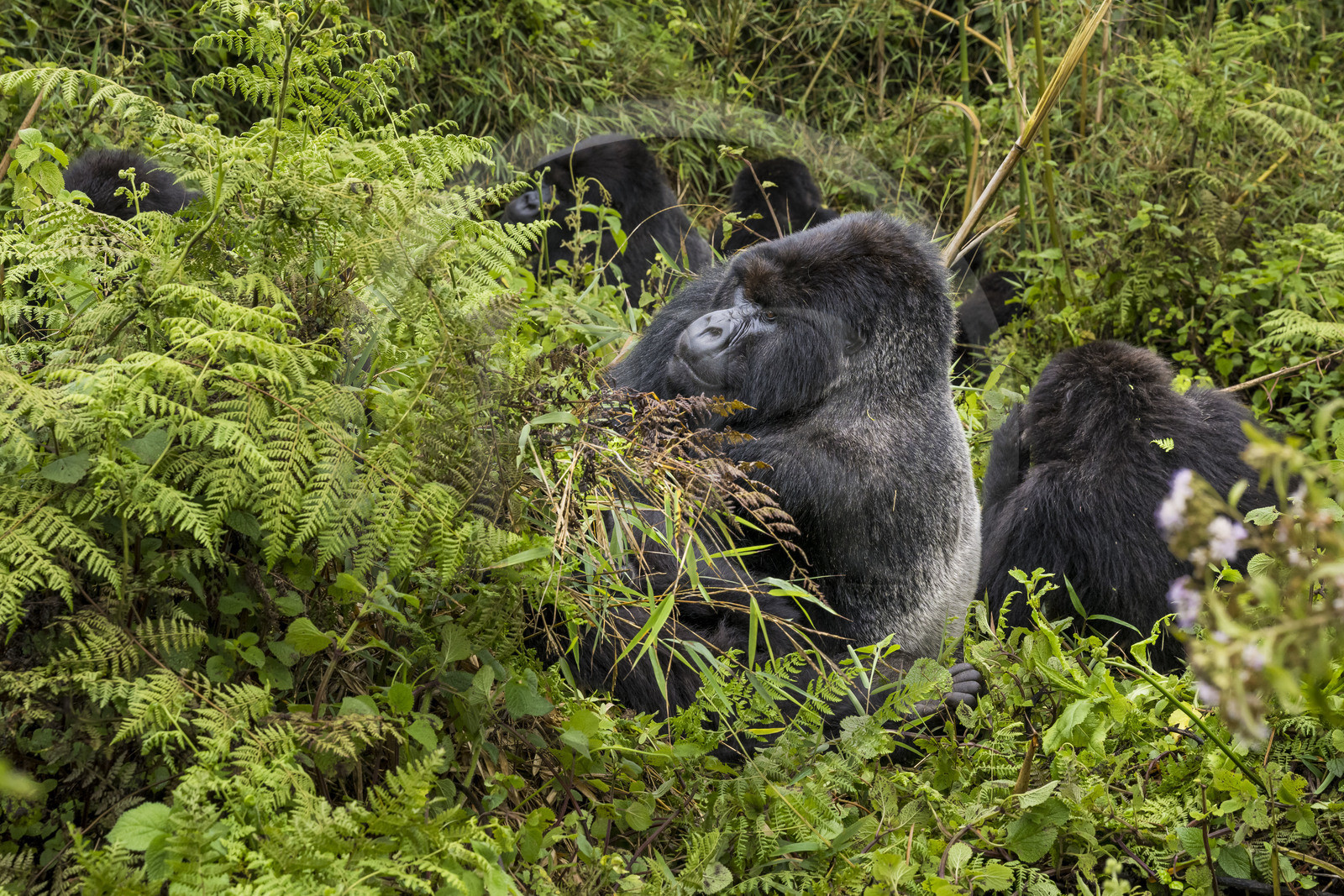 Rwanda, Province du Nord, Parc National des Volcans dans la chaine des Monts Virunga, mont Karisimbi, gorille des montagnes (Gorilla beringei beringei), dos argenté (silverback) nommé Impuzamahanga qui est le male dominant du groupe Susa