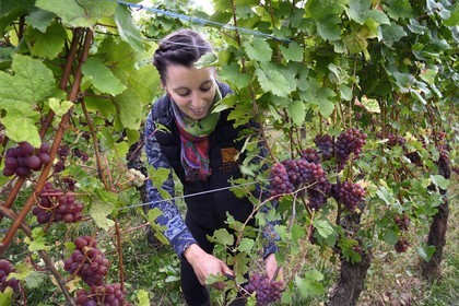 France, Bas Rhin, the Alsace Wine Route, Nothalten, grape harvest on a gewurztraminer plot of the Wine estate Philippe Sohler at Epfig, the viticulturist Lydie Sohler