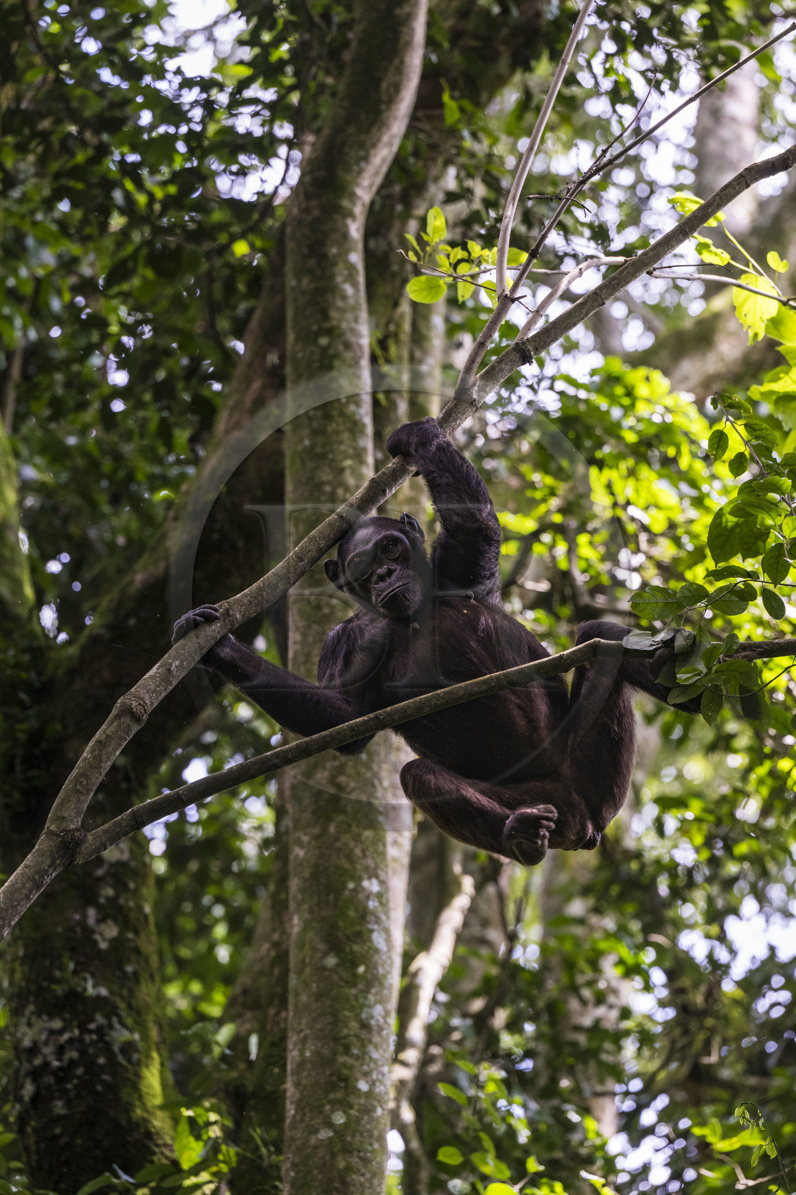 Rwanda, Province de l’Ouest, Nyakabuye, Parc national de Nyungwe, forêt tropicale humide naturelle de Cyamudongo, Chimpanzé commun (Pan Troglodytes) femelle