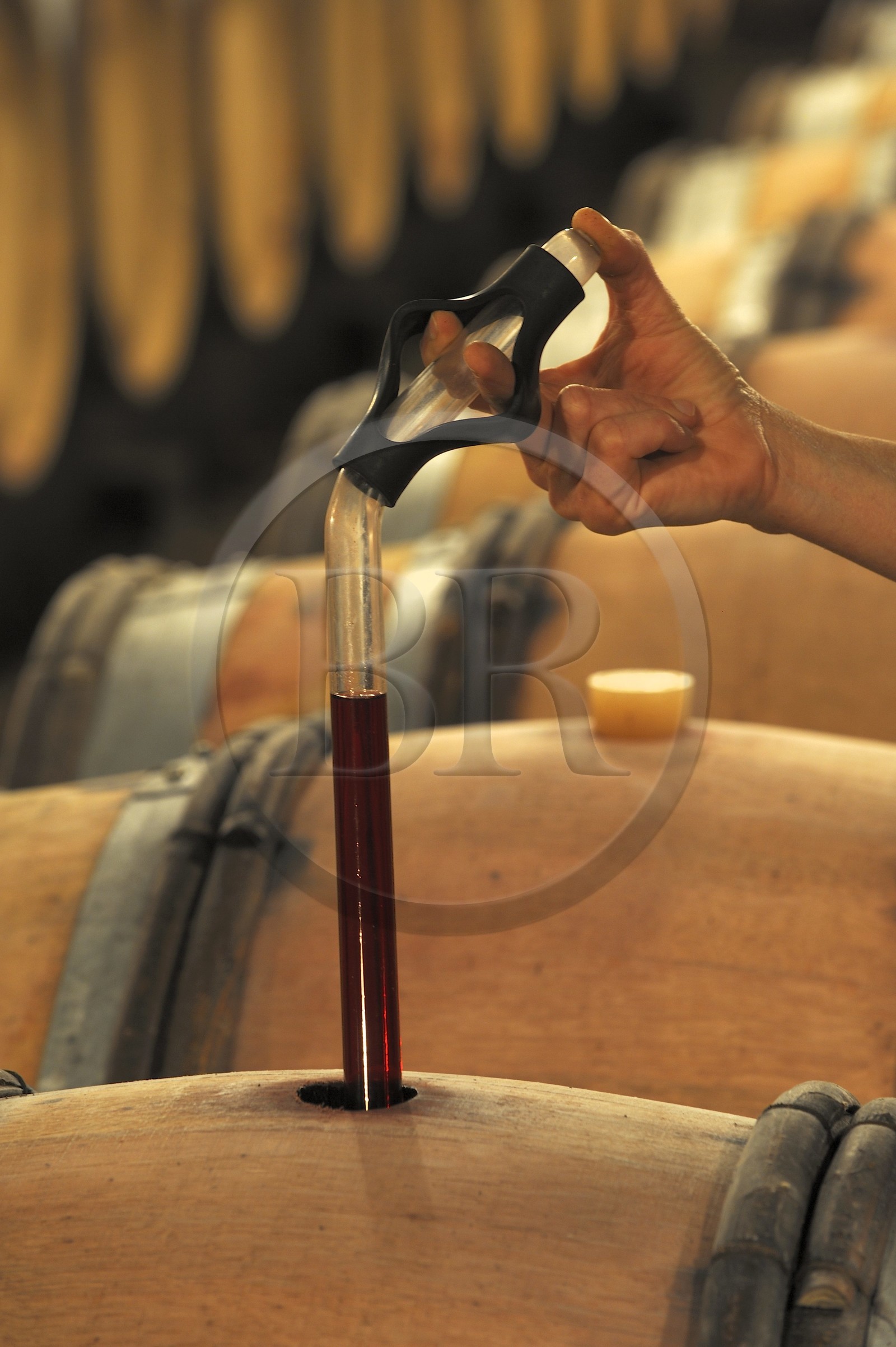 France, Côte d'Or (21), Gevrey-Chambertin, cave du domaine Drouhin-Laroze