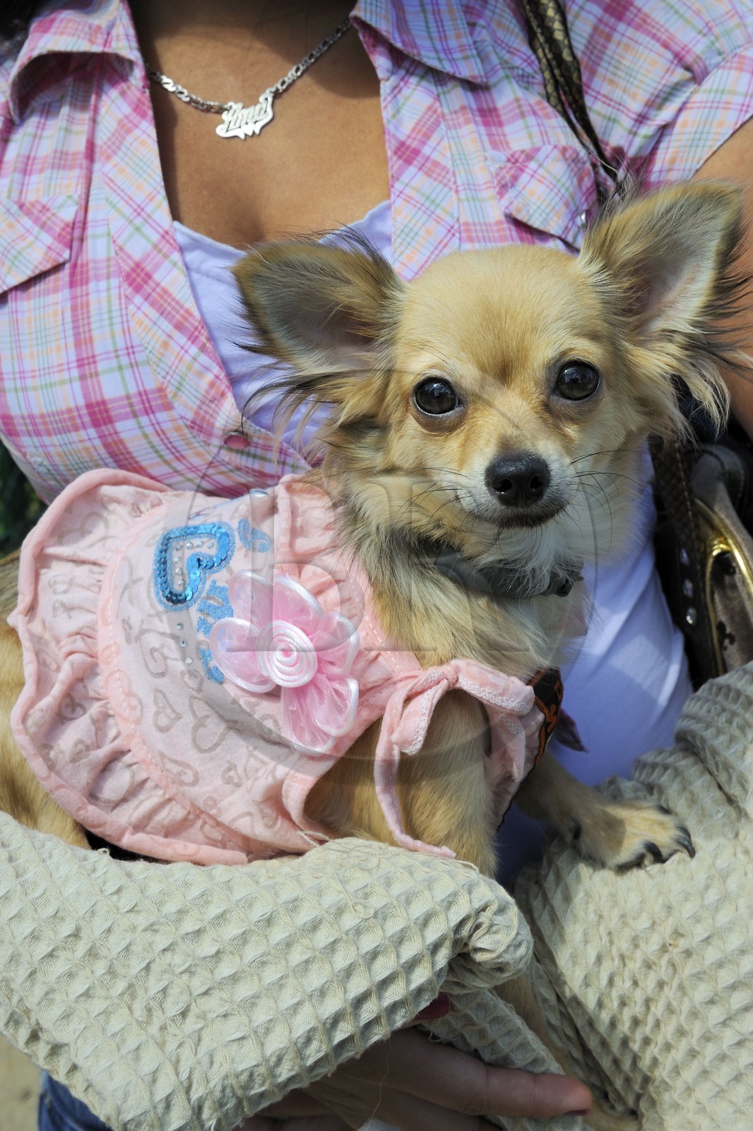 France, Paris (75), le Bois de Boulogne, promenade des chiens France, Paris (75), le Bois de Boulogne, promenade des chiens