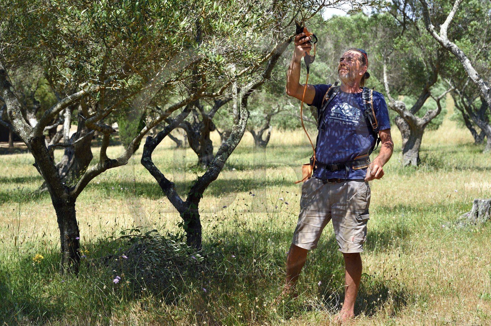 France, Var (83), Iles d'Hyères, parc national de Port Cros, Ile de Porquerolles, Conservatoire botanique national méditerranéen de Porquerolles, Bruno Dernazeau gère les vergers de collections d’oliviers
