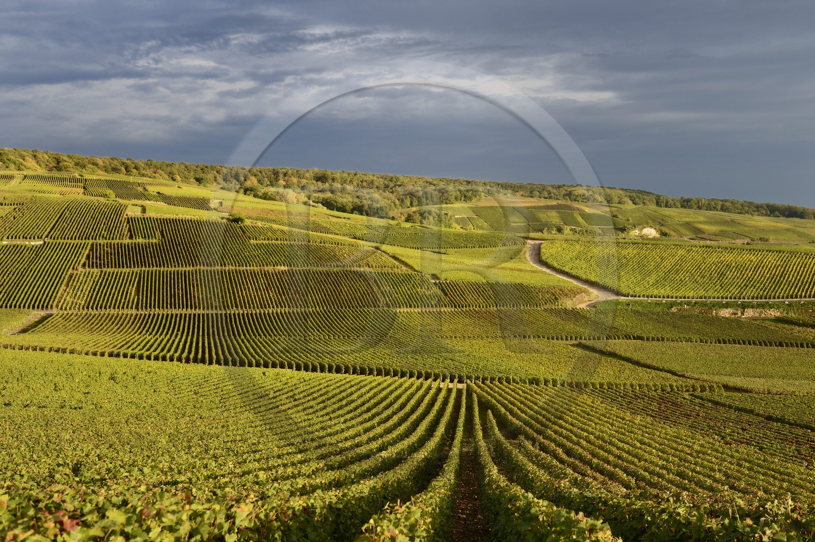 France, Marne (51), Parc Naturel Regional de la Montagne de Reims, Champillon, vignobles de Champagne