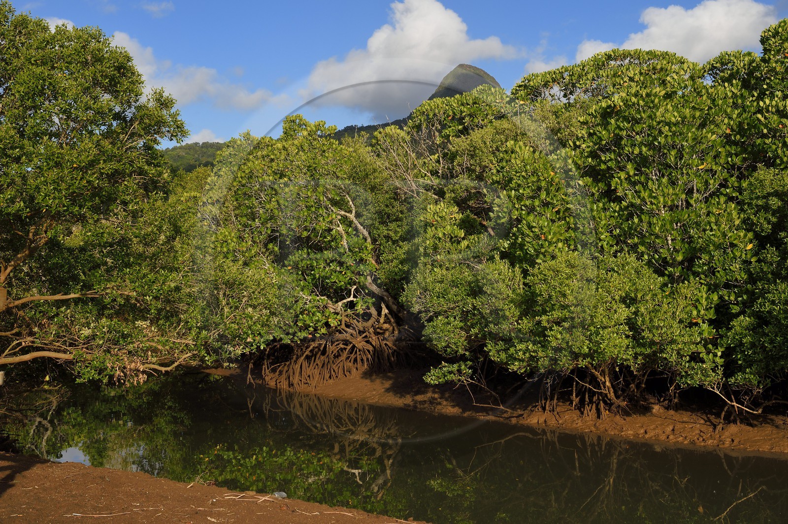 France, Ile de Mayotte, Grande-Terre, Kani-Keli,  la mangrove de Kani-Bé réputée pour sa forêt de palétuviers, le Mont Choungui en arrière plan