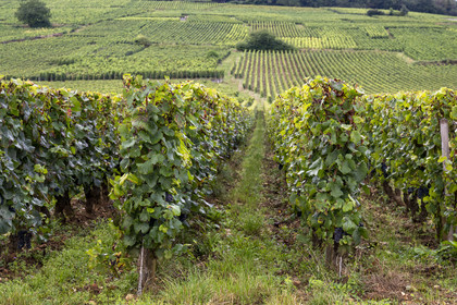 France, Côte-d'Or (21), Paysage culturel des climats de Bourgogne classés Patrimoine Mondial de l'UNESCO, Route des Grands Crus, vignoble de la Côte de Nuits, Vosne-Romanée, le vignoble du Domaine de la Romanée-Conti