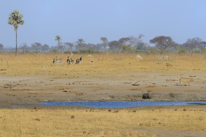 Zimbabwe, Matabeleland North Province, Hwange National Park, group of lions (Panthera leo) and Zebras (equus burchelli)