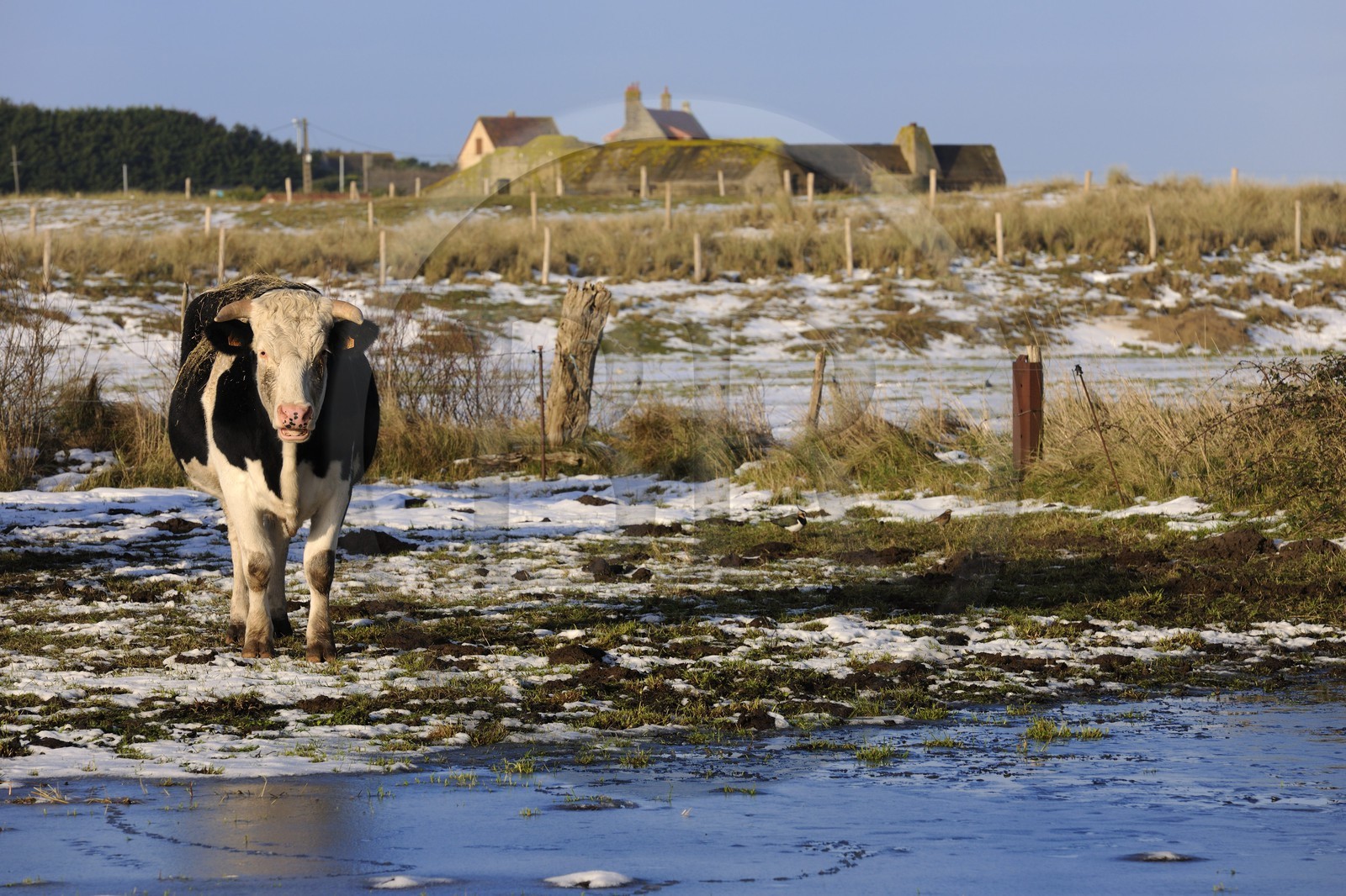 France, Manche (50), Cotentin, vaches en bordure des dunes de Utah Beach où prit place le principal débarquement americain le 6 juin 1944