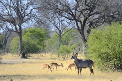Zimbabwe, Matabeleland North Province, Hwange National Park, waterbuck (Kobus ellipsiprymnus) and impala (Aepyceros melampus) in the background